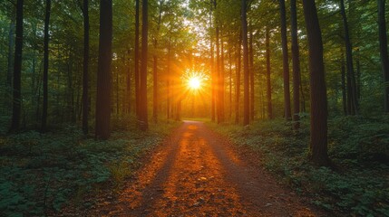 Obraz premium Golden sunlight streams through a forest path