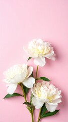 Fototapeta premium Elegant white peonies against soft pink background