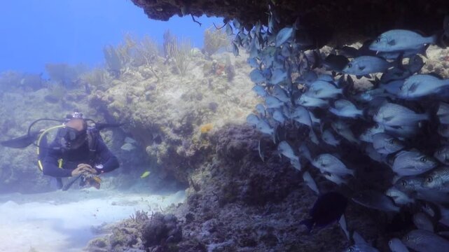 un buzo nadando suavemente entre un cardumen de peces