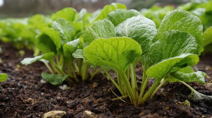 Serene Close-Up of Lush Garden with Young Plants