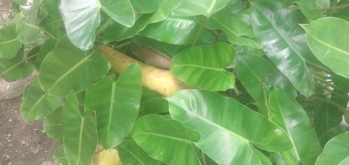 green leaves on a tree