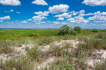Vast summer marshland under a vibrant blue sky dotted with fluffy white clouds. Lush green reeds and sparse shrubs grow across sandy patches near a lake.