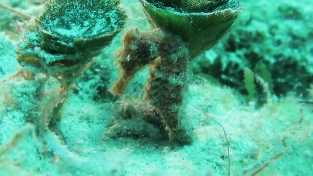 una caballito de mar o hipocampo sujeto a una alga 