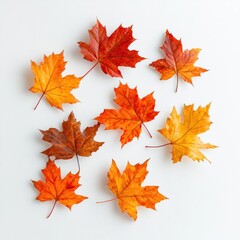 Fototapeta premium Closeup of vibrant red orange and yellow maple leaves in warm fall colors on a plain white background Scenic autumn nature still life with seasonal foliage and botanical elements