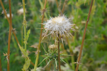 Pink milk thistle flower on green background, Field with Silybum marianum (Milk Thistle) , Medical plants.Blessed milk thistle pink flowersin field. Silybum marianum herbal remedy plant. Banner.