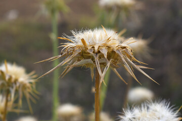 Pink milk thistle flower on green background, Field with Silybum marianum (Milk Thistle) , Medical plants.Blessed milk thistle pink flowersin field. Silybum marianum herbal remedy plant. Banner.