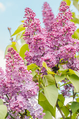 Blooming lilac. Branch of blooming lilac. Lilac bush. Lilac flowers.