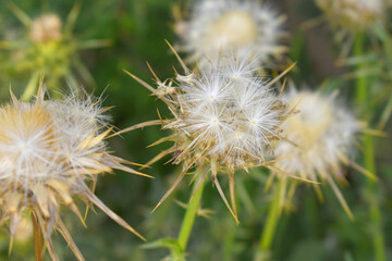 Pink milk thistle flower on green background, Field with Silybum marianum (Milk Thistle) , Medical plants.Blessed milk thistle pink flowersin field. Silybum marianum herbal remedy plant. Banner.