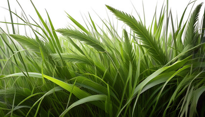 Fototapeta premium Lush green grass with detailed blades and seed heads, showcasing the intricate textures and vibrant colors of nature. Generative AI