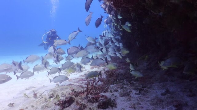 un buzo nadando suavemente entre un cardumen de peces