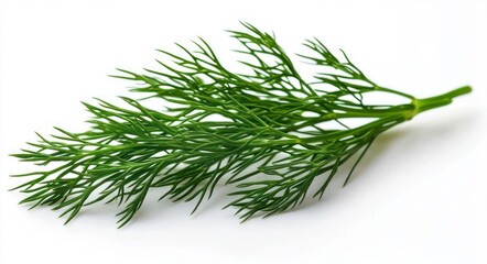 Fresh green dill herb sprig with delicate needle-like leaves isolated on white background