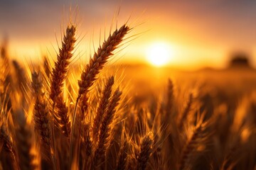 Golden wheat field at sunset, bathed in warm light.