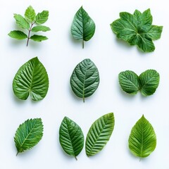 Assortment of Various Fresh Green Leaves in Natural Environment Botanical Foliage Collection Organic Ecology Concept