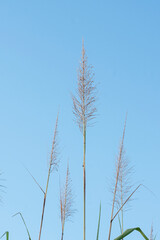 Obraz premium Sugarcane flowers are in season