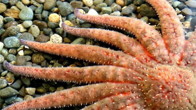 Close-up View of a Multi-Armed Starfish on Pebbles