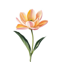 Naklejka premium Flower PNG Clipart