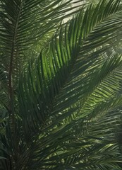 Fototapeta premium Deep emerald palm fronds, sunlight dappled, rich detail, leaf pattern, wallpaper