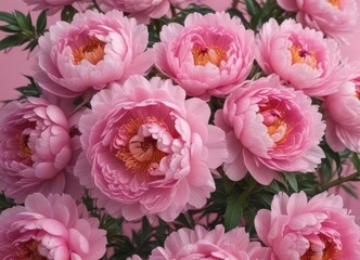 Tightly packed pink peony blossoms, subtle pink backdrop , summer, elegant, photography