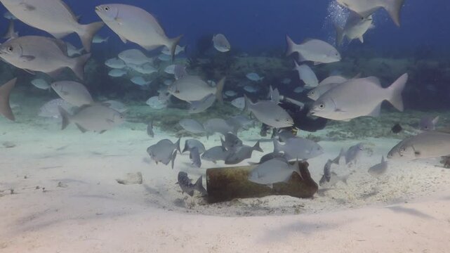 un buzo nadando suavemente entre un cardumen de peces
