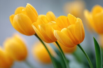 Obraz premium Close-up view of three vibrant yellow tulips.