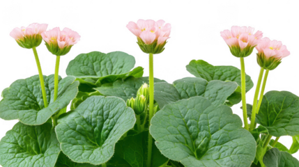 Delicate pink bergenia flowers in full bloom against a black backdrop creating a striking visual contrast