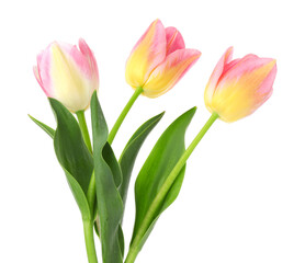Three beautiful colorful tulips isolated on white