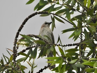 bird on a branch