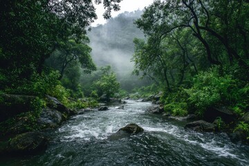 Fototapeta premium Lush, misty rainforest creek flowing through rocks.