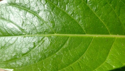 Close-up of Green Leaf with Dewdrops