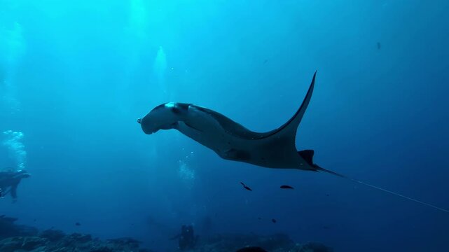 Manta ray fish underwater snorkeling Nusa Penida Bali Mobula genus marine life