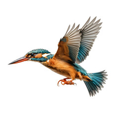Kingfisher in Flight, Isolated on White