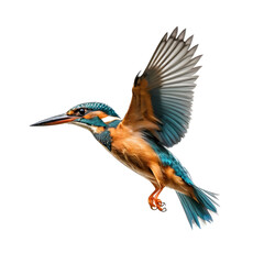 Common Kingfisher in Flight
