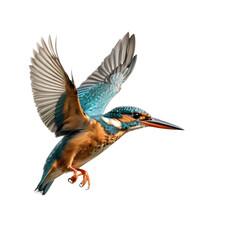 Kingfisher in Flight, Isolated on White