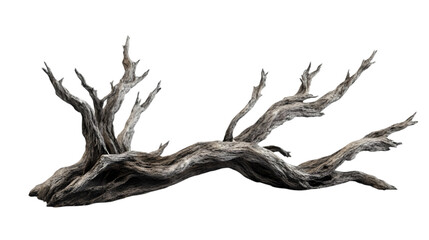 Stunning Driftwood Branch: Nature's Art Isolated on White