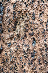 Close-up of rugged tree bark texture with deep natural grooves and dark knots. Perfect for background or design use.