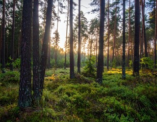 Fototapeta premium Enchanted Forest at Dawn.