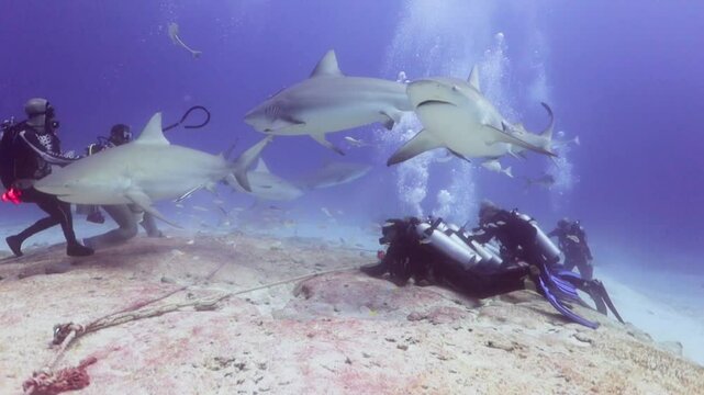 un buzo profesional realiza un show alimentando tiburones toro (carcharinus leuca) con pedazos de carnada