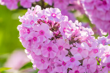 Pink phlox flowers. Phlox paniculata. Flowering herbaceous plants. Blooming phlox paniculata in the garden