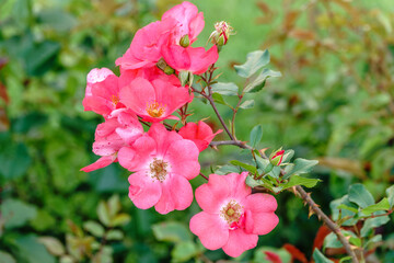 Close-up of a pink rose on green background