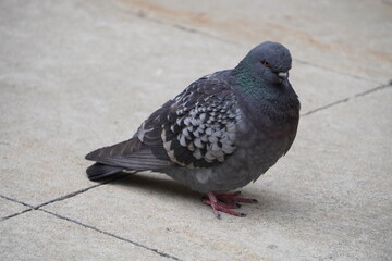 City Pigeon
