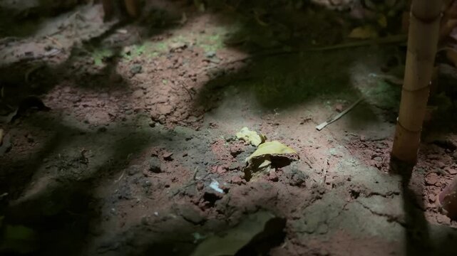 ants in the forest