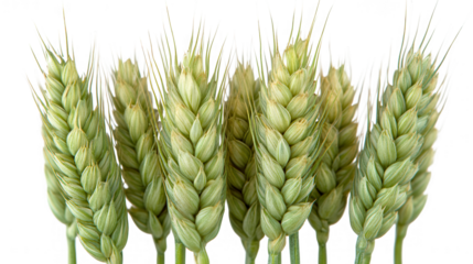 Close up shot of the green wheat plant isolated on Transparent Background