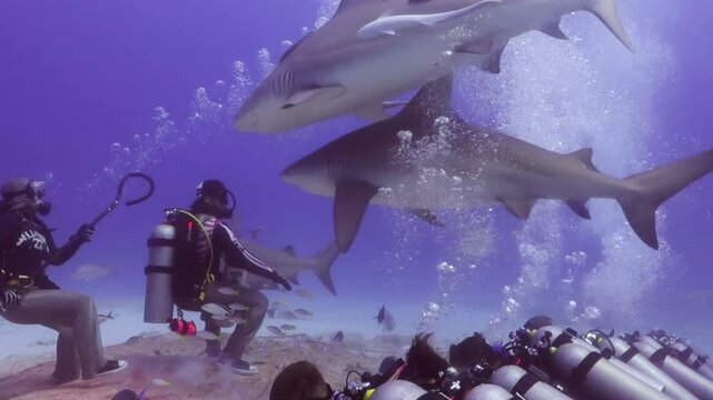 un buzo profesional realiza un show alimentando tiburones toro (carcharinus leuca) con pedazos de carnada