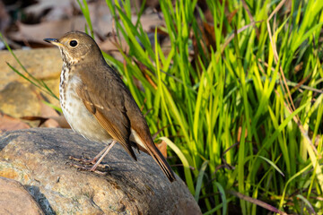 Wood thrush