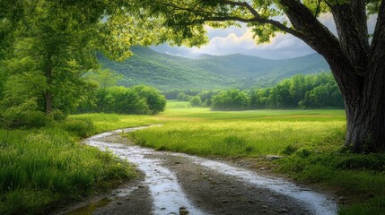 Fototapeta premium Tranquil country road through lush green valley under a canopy of trees. Possible use Nature background, inspirational image