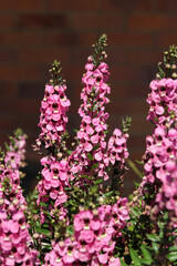 Obraz premium Pink flowers on a Angelonia plant in a garden