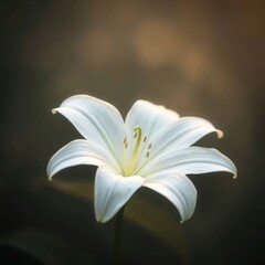 Fototapeta premium Elegant White Lily Flower Bloom with Soft Lighting on Dark Background