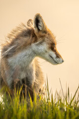 草原で背丈の低い草木で夕陽の柔らかな日差しを浴びて、キツネが右側に首を振っている姿。背景は薄いオレンジ色でキツネは左側で右側を向いている縦構図です。