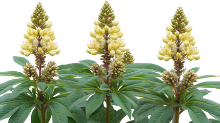 Elegant cluster of Thermopsis caroliniana flowers in full bloom