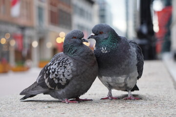 City Pigeon Couple